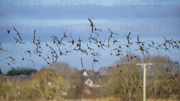 Eurasian Wigeon, (Mareca penelope) birds in flight over marshes