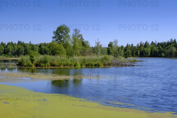 Am Torfwerk, Pfrunger-Burgweiler Ried nature reserve, Wilhelmsdorf, Baden-Württemberg, Germany,