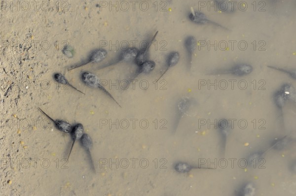 Natterjack toad (Epidalea calamita, Bufo calamita), tadpoles in a puddle, North Rhine-Westphalia,