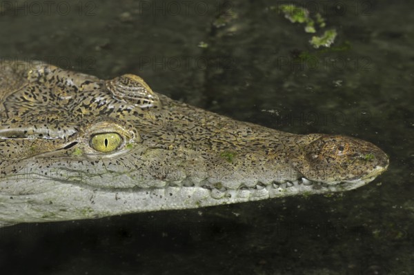 Philippine crocodile (Crocodylus mindorensis), captive, occurrence in the Philippines