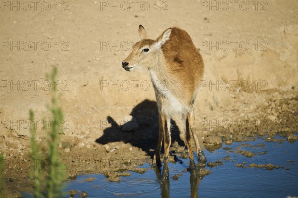 Southern lechwe (Kobus leche) next to a water pond in the dessert, captive, distribution Africa