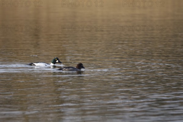 Pair of goldeneyes, March, Lusatia, Saxony, Germany, Europe