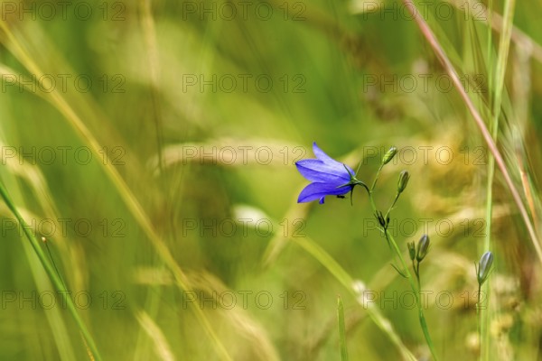 Harebell (Campanula rotundifolia) and grasses in a wild, natural flower meadow, Germany, Europe