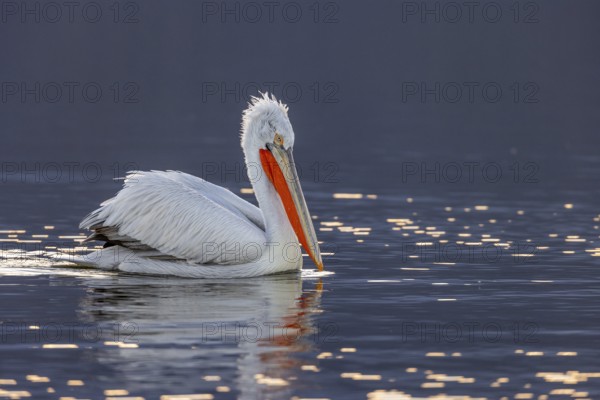 Dalmatian pelican (Pelecanus crispus), swimming in the evening light, magnificent plumage, red
