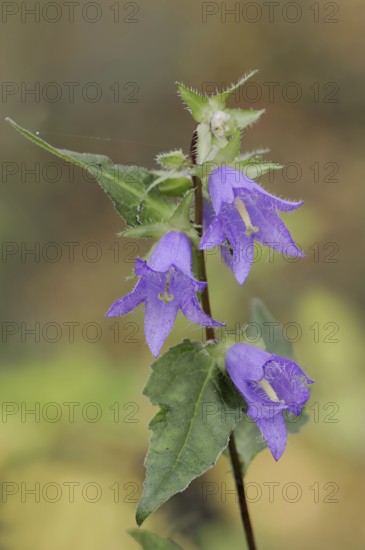 Nettle-leaved bellflower (Campanula trachelium), North Rhine-Westphalia, Germany, Europe