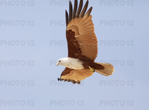 Braman Kite (Haliastur indus) flying in the blue sky, Marari Beach or beach, Mararikulam, Alappuzha