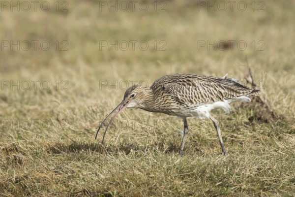 Eurasian curlew (Numenius arquata) adult bird feeding on a worm on grassland, England, United