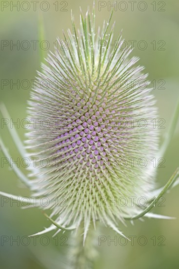 Wild teasel (Dipsacus fullonum), inflorescence in front of flowering, close-up, North
