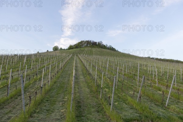 Vineyard, soil cultivation, mulching, organic, Remstal, Baden-Württemberg, Germany, Europe