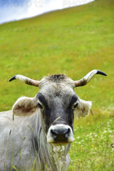Portrait of a cow with horns on a mountain pasture in Tyrol, Austria, Europe