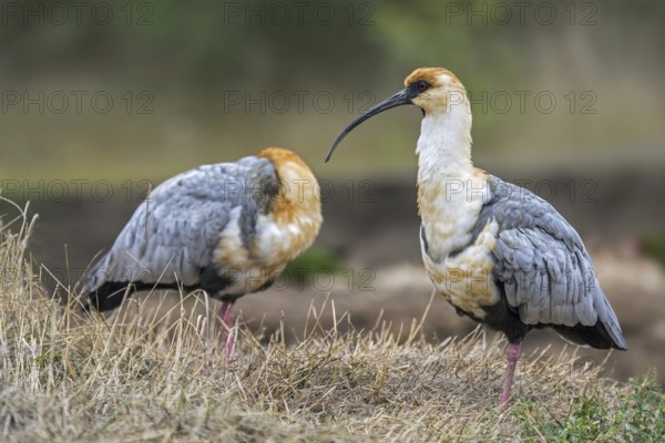 Black-faced ibis (Tantalus melanopis) native to South America