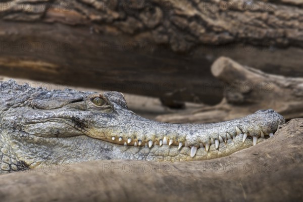 Close-up portrait of West African slender-snouted crocodile (Mecistops cataphractus) native to West