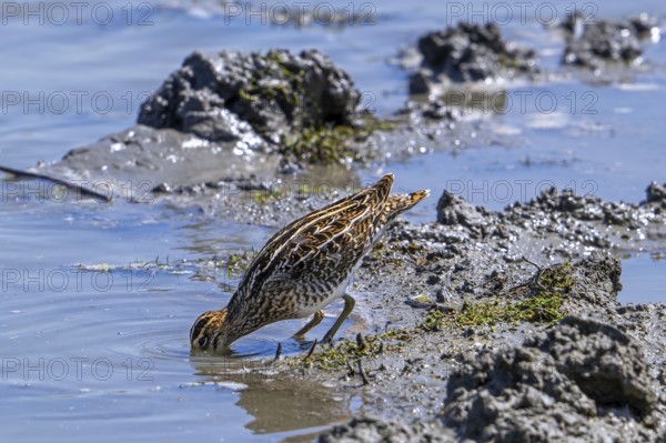 Common snipe (Gallinago gallinago) foraging in shallow water by probing soft mud at mudflat along