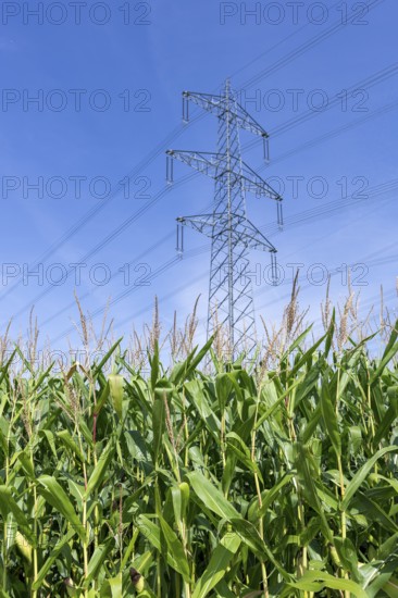 Symbolic image, renewable energies, maize plants, biogas plant, feed maize, high-voltage pylons,