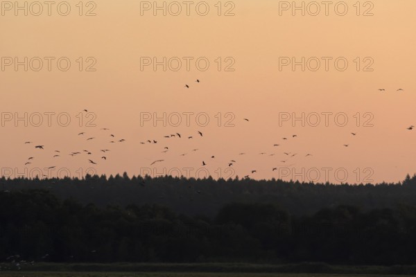 Evening sky at the Baltic Sea near Peenemünde, Crane migration, September, Mecklenburg-Western