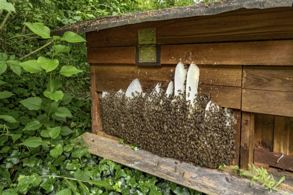 Bee colony, many bees, Western or European honey bee (Apis mellifera), wild construction of natural