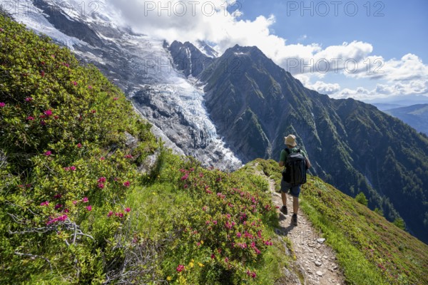 Mountaineer between alpine roses on a hiking trail, impressive mountain landscape with glacier,