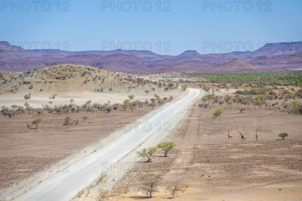 Three Angola giraffes (Giraffa giraffa angolensis) crossing a road, gravel track and dry desert