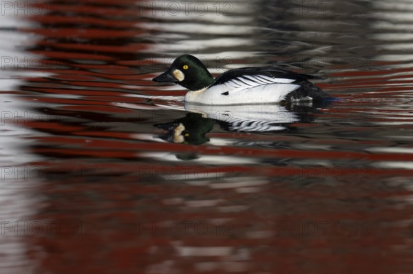 Common goldeneye (Bucephala clangula), Sweden, Europe