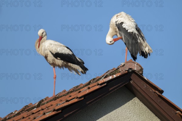 White storks (Ciconia ciconia), two storks, stork couple, standing on the roof of a house, blue