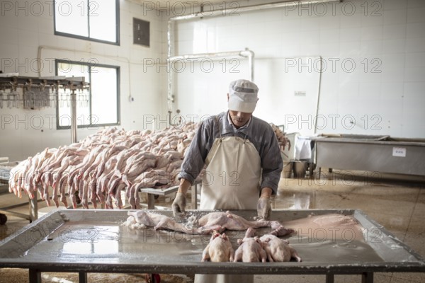 Production of salted ducks in the Nan Jing Ying Tao Yo Co. Ltd. factory, the factory produces
