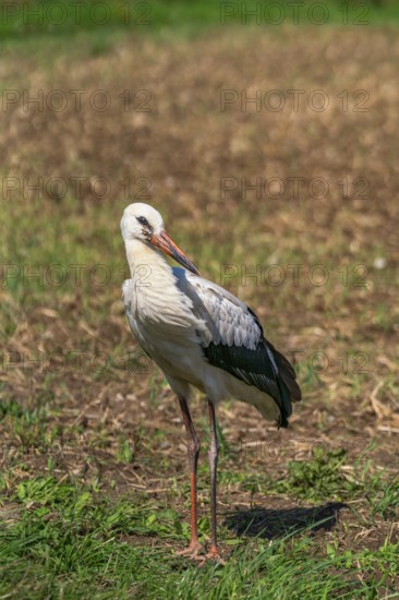 White stork (Ciconia ciconia) on a harvested field on the edge of the village of Hansfelde,