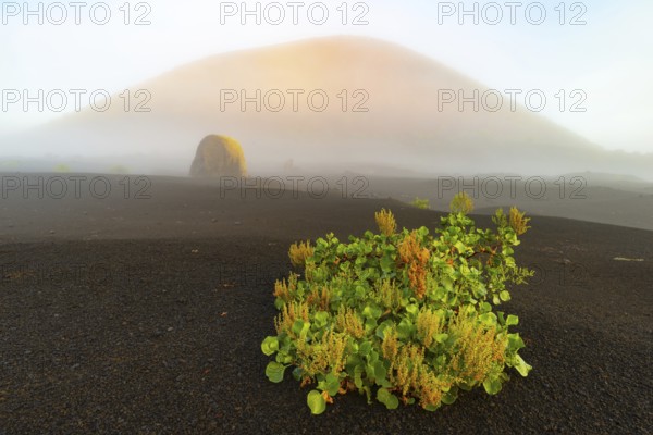 Canary Island dock (Rumex lunaria) and lava bomb in front of the Caldera Colorada, Parque Natural