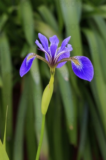 American marsh iris (Iris versicolor), flower, in bloom, at a pond, Ellerstadt, Germany, Europe