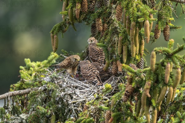 Common kestrel (Falco tinnunculus), female adult bird feeding young birds not yet ready to fly in