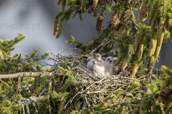 Common kestrel (Falco tinnunculus), young bird not yet able to fly eats mouse in nest,