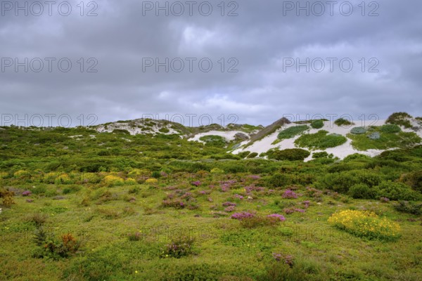 Spring blossom, wildflower blossom at Postberg, Langebaan Lagoon, West Coast National Park, West