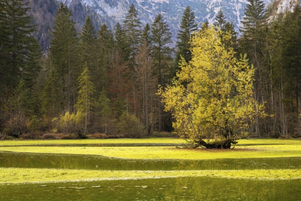 The Koppenwinkelbracke near Obertraun in autumn. Obertraun, Salzkammergut, Upper Austria, Austria,