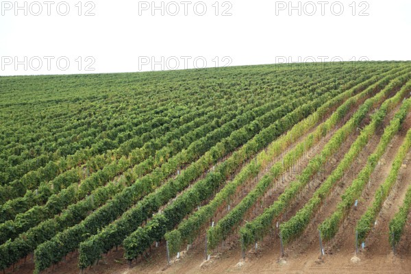 Wine-growing region of the famous Swabian wines, near the wine village of Rekasch, Recas, Banat,