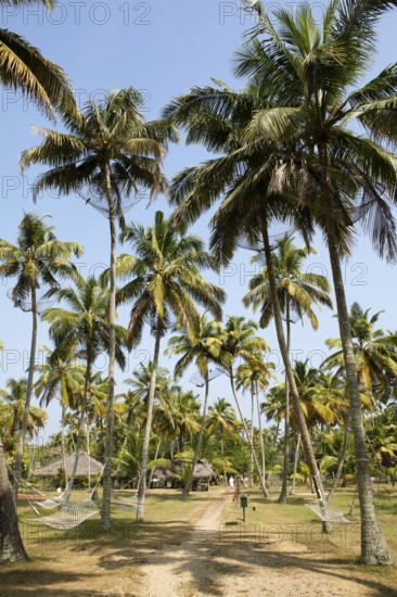 Coconut palm avenue at Marari Beach Resort, Mararikulam, Alleppy, Kerala, India, Asia