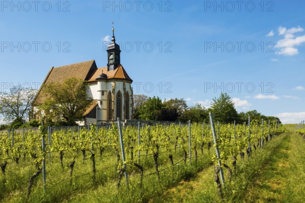 Pilgrimage church Maria im Weingarten, Volkach, Mainfranken, Lower Franconia, Franconia, Bavaria,
