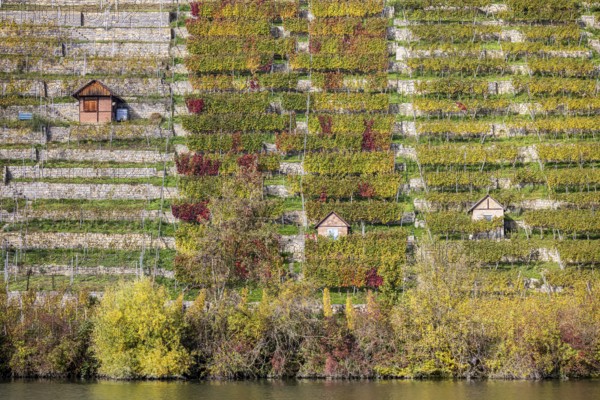 Steep vineyards with vineyard cottages in autumn, landscape on the banks of the Neckar between