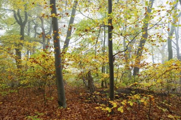 Near-natural deciduous forest in autumn with colourful leaves, copper beech (Fagus sylvatica), fog