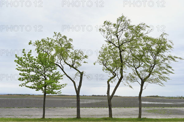Very dry Zicksee, Lake Neusiedl National Park, Seewinkel, Burgenland, Austria, Europe