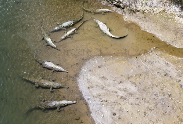 American crocodile (Crocodylus acutus) swimming in the water, from above, Rio Tarcoles, Carara