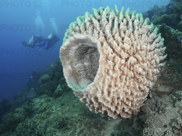 Diver discovering a large light-coloured sponge, Barrel sponge, barrel sponge (Xestospongia