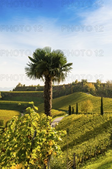 Vineyards and winery with palm trees and cypresses in autumn, Blankenhornsberg, near Ihringen,