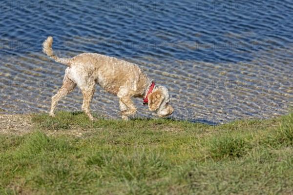 Dog on the way to Cuckmere Haven, Seven Sisters, South Downs, England, Great Britain