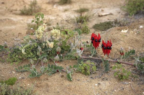 Sturt's Desert Pea, Sturt national park, New South Wales, Australia (Swainsona formosus)