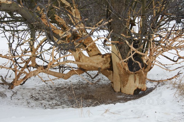 Fruit tree damaged by european rabbit (Oryctolagus cuniculus) and other rodents by eating the bark