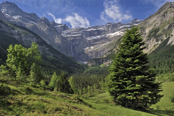 Mountain Pine (Pinus mugo), Mugo Pine in the Cirque de Gavarnie and the Gavarnie Falls, Grande