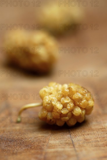 White mulberry (Morus alba) dried fruits, mulberry tree