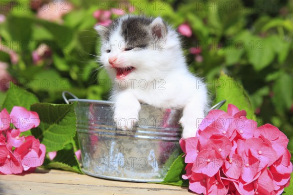 House cat, kitten, 3 weeks