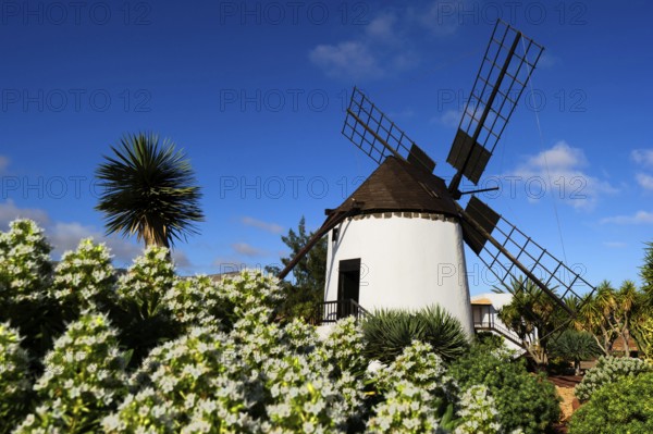 Fuerteventura, Canary Islands, Windmill in Antigua, Museum, Molino de Antigua, Spain, Europe