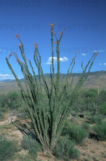 Ocotillo (Fouquieria splendens), Sonora desert, Arizona, USA, North America
