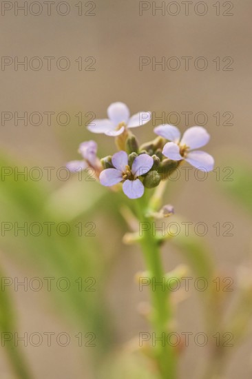 European searocket (Cakile maritima) blooming on the beach, "Platja del Fangar", nature reserve,